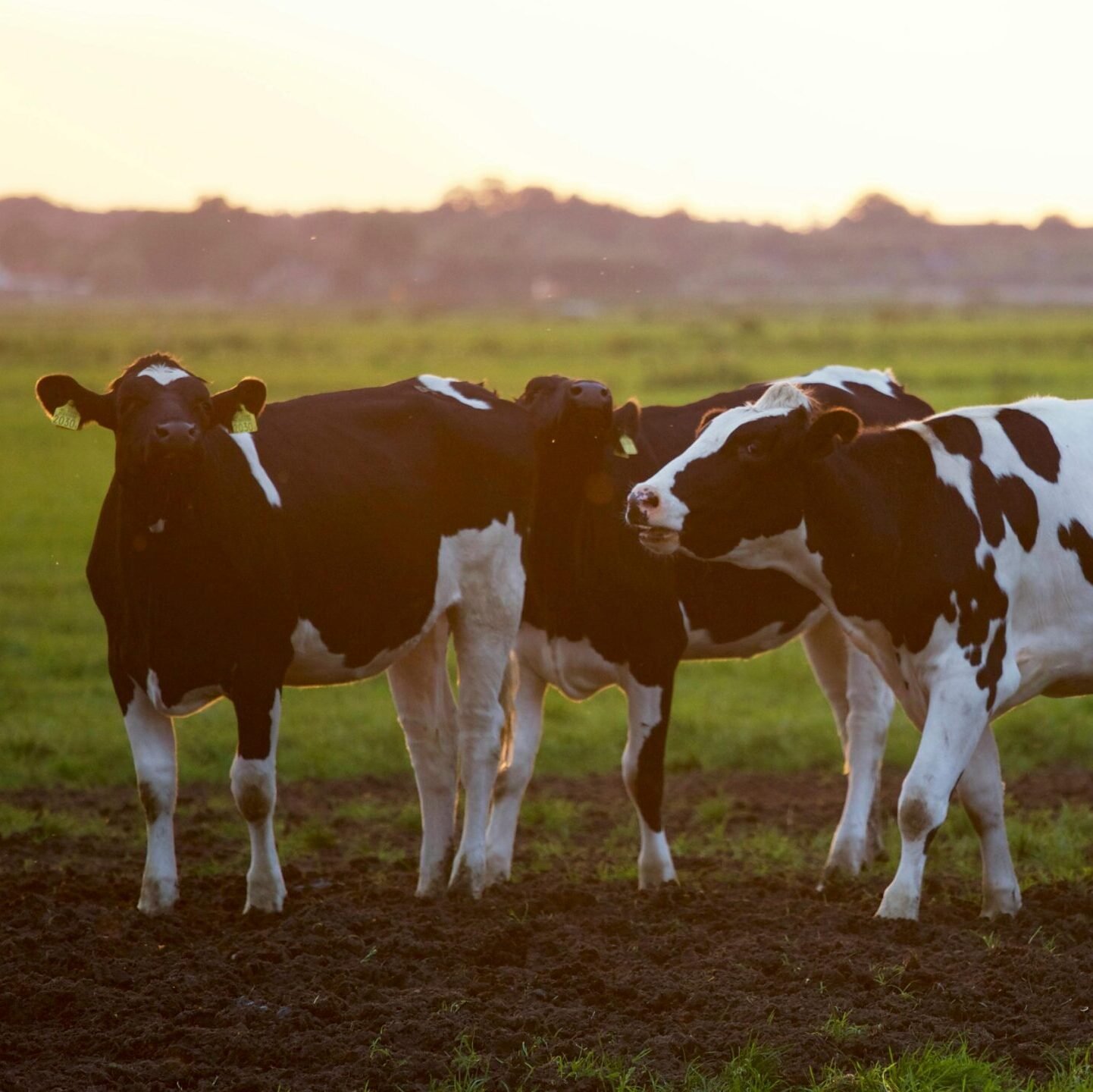 Three Black-and-white Cows